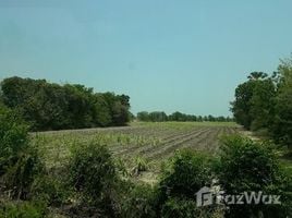  Land for sale in Thailand, Den Yai, Hankha, Chai Nat, Thailand