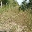  Land for sale in Nakhon Ratchasima, Na Klang, Sung Noen, Nakhon Ratchasima