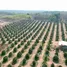  Land for sale in Thang Kwian, Rayong, Thang Kwian, Klaeng, Rayong, Thailand