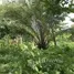 Land for sale in South Tongu Volta, South Tongu, Volta, Ghana