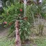 6 Schlafzimmer Haus zu verkaufen in Casa Nova, Bahia, Casa Nova, Bahia