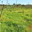  Terreno (Parcela) en venta en Humaita, Amazonas, Humaita