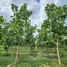  Land for sale in Pak Chong Nakhon Ratchasima, Klang Dong, Pak Chong, Nakhon Ratchasima