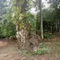  Land for sale in Phangnga, Rommani, Kapong, Phangnga