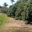  Land for sale in Tha Wang Tan, Chiang Mai, Tha Wang Tan