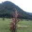  Land for sale in Khao Chamao, Rayong, Huai Thap Mon, Khao Chamao