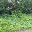  Land for sale in Presidente Figueiredo, Amazonas, Balbina, Presidente Figueiredo