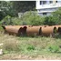  Land for sale in Vijayawada, Krishna, Vijayawada