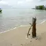 在Bocas Del Toro出售的 土地, Punta Laurel, Bocas Del Toro, Bocas Del Toro