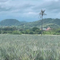  Land for sale in Pran Buri, Prachuap Khiri Khan, Wang Phong, Pran Buri