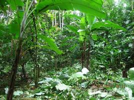  Terreno (Parcela) en venta en Ecuador, Quingue (Olmedo Perdomo Franco), Muisne, Esmeraldas, Ecuador