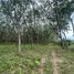  Land for sale in Nakhon Si Thammarat, Khuan Phang, Ron Phibun, Nakhon Si Thammarat