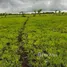  Terreno (Parcela) en venta en Pandawai, East Nusa Tenggara, Pandawai