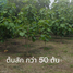 在那空那育出售的 土地, Sarika, Mueang Nakhon Nayok, 那空那育