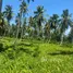  Terrain for sale in Samana, Santa Barbara De Samana, Samana