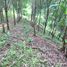  Земельный участок for sale in Pa Tueng, Чианг Рай, Pa Tueng