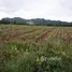  Land for sale in Nong Phlap, Hua Hin, Nong Phlap, Hua Hin, Prachuap Khiri Khan