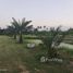  Land for sale in Lop Buri, Ngio Rai, Mueang Lop Buri, Lop Buri