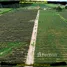  Land for sale in Makham Khu, Rayong, Makham Khu, Nikhom Phatthana