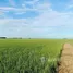  Land for sale in Ban Khlo, Phra Nakhon Si Ayutthaya, Ban Khlo