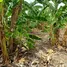  Land for sale in Nong Khaem, Bangkok, Nong Khaem, Nong Khaem, Bangkok