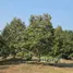 Земельный участок for sale in Klaeng, Районг, Klaeng