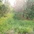  Land for sale in Hankha, Chai Nat, Wang Kai Thuean, Hankha