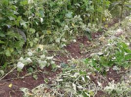  Terreno (Parcela) en venta en Patate, Tungurahua, Patate, Patate, Tungurahua, Ecuador
