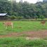  Terrain for sale in Samoeng, Chiang Mai, Samoeng Nuea, Samoeng