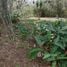  Terreno (Parcela) en venta en Costa Rica, Mora, San José, Costa Rica