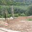  Land for sale at Lanta Sunrise Hill , Sala Dan, Ko Lanta, Krabi