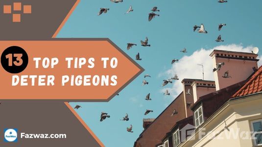 Keep Pigeons Away: 13 Top Tips to Deter Pigeons