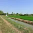  Земельный участок for sale in Khun Si, Нонтабури, Khun Si, Sai Noi, Нонтабури, Таиланд