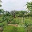  Land for sale in Nong Tum, Phu Khiao, Nong Tum