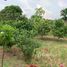  Land for sale in Presidente Figueiredo, Amazonas, Presidente Figueiredo