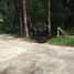  Terreno (Parcela) en venta en Phuket, Choeng Thale, Thalang, Phuket