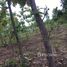  Land for sale in Phitsanulok, Wang Thong, Wang Thong, Phitsanulok