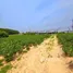  Land for sale in Map Yang Phon, Rayong, Map Yang Phon, Pluak Daeng