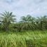  Land for sale in Thailand, Khok Kloi, Takua Thung, Phangnga, Thailand